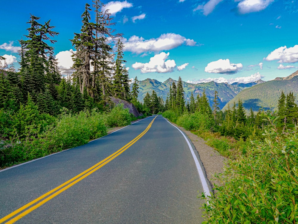 gray concrete road between green trees under blue sky during daytime