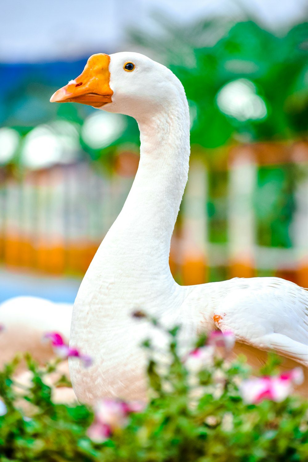 cisne blanco en campo de hierba verde durante el día