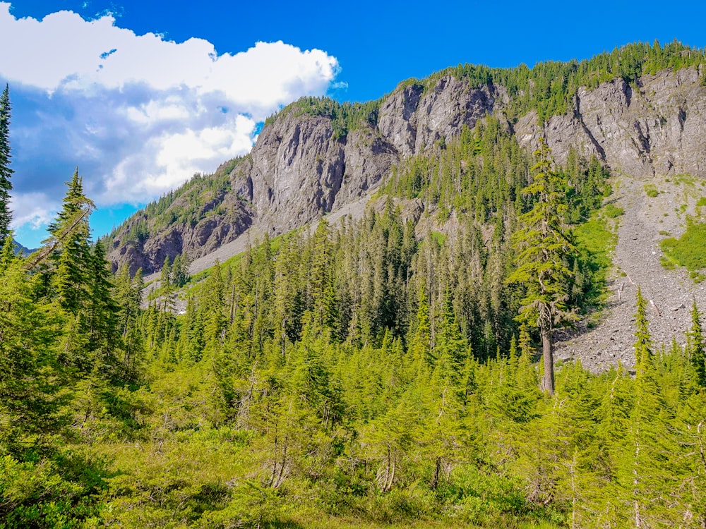 green trees on mountain under blue sky during daytime