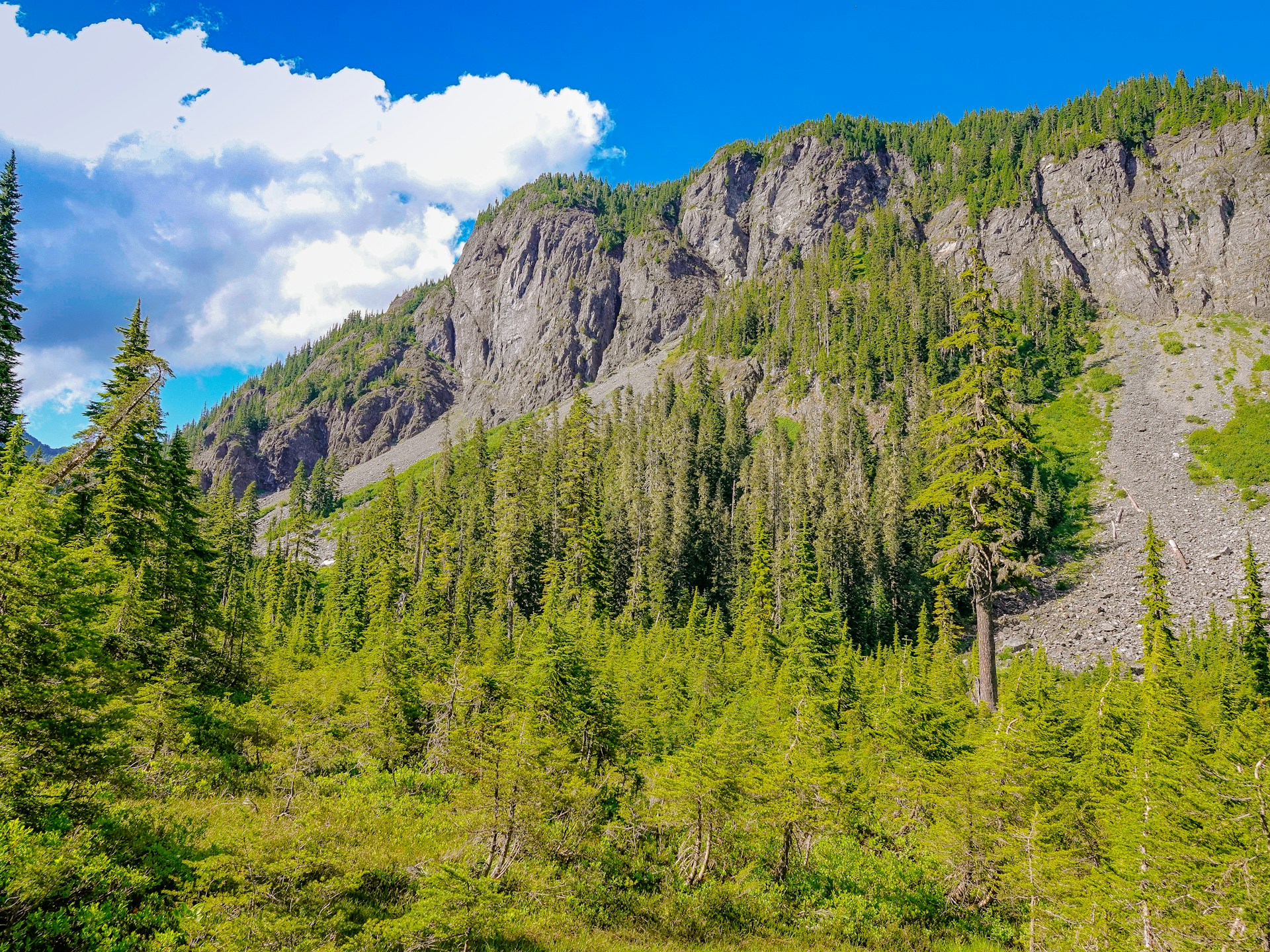 US National Forests