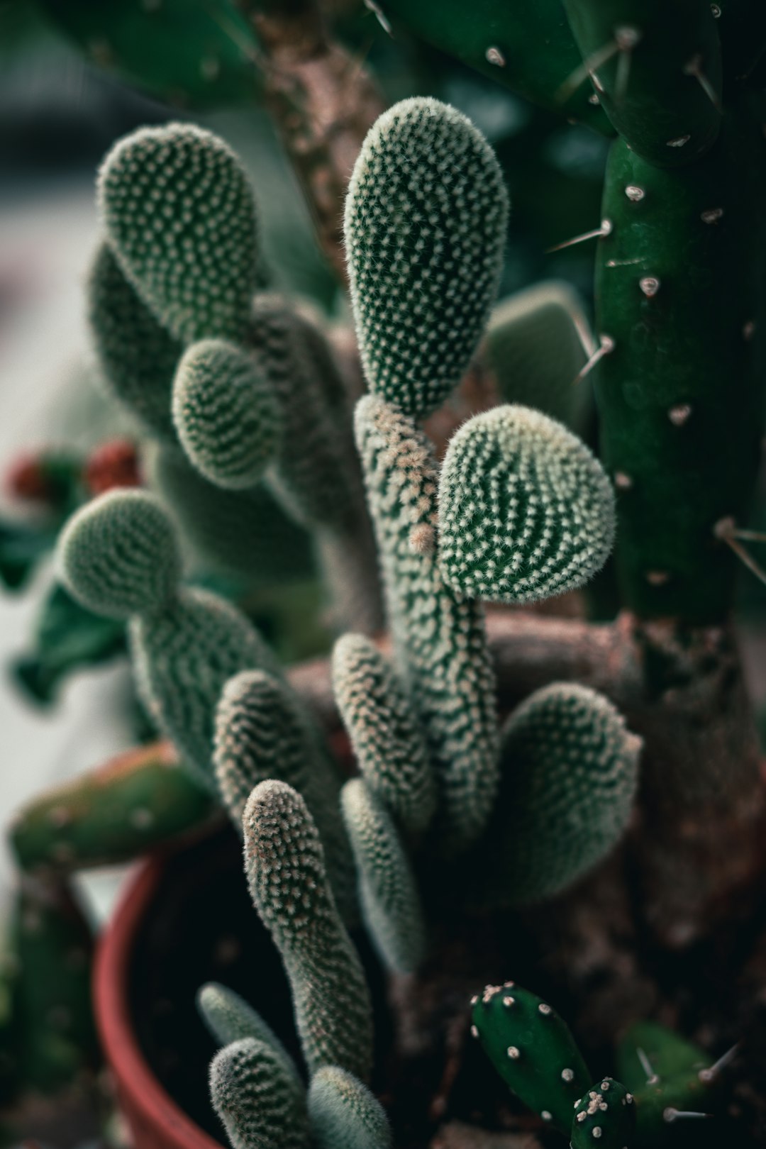 green cactus in close up photography