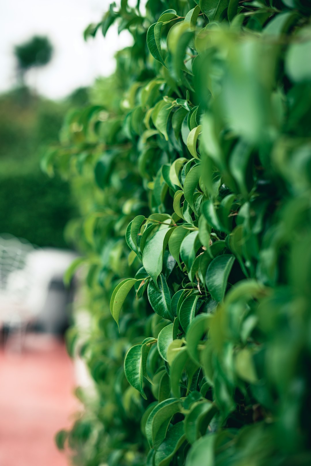 green plant in tilt shift lens