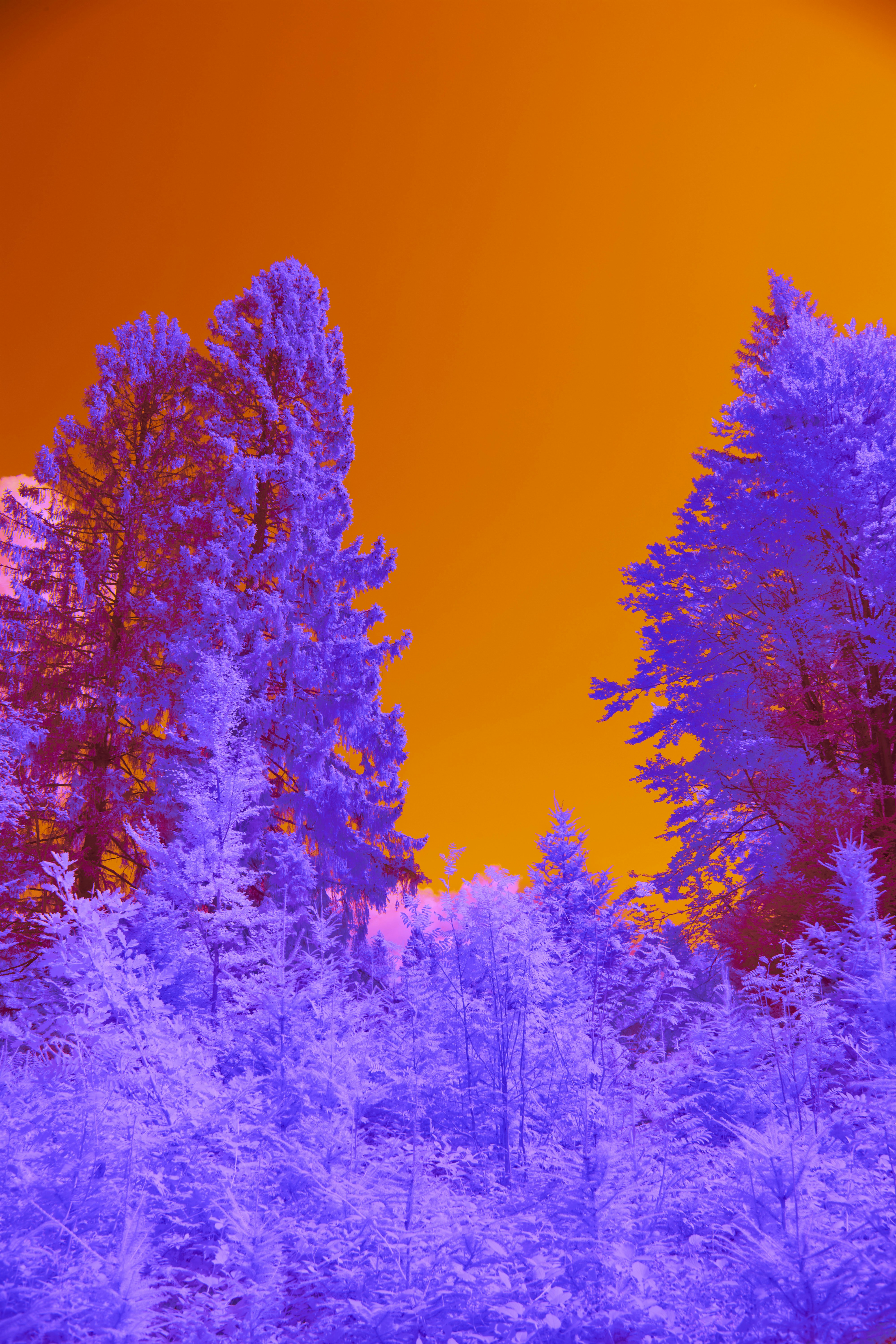 Photo by wolfgang_hasselmann