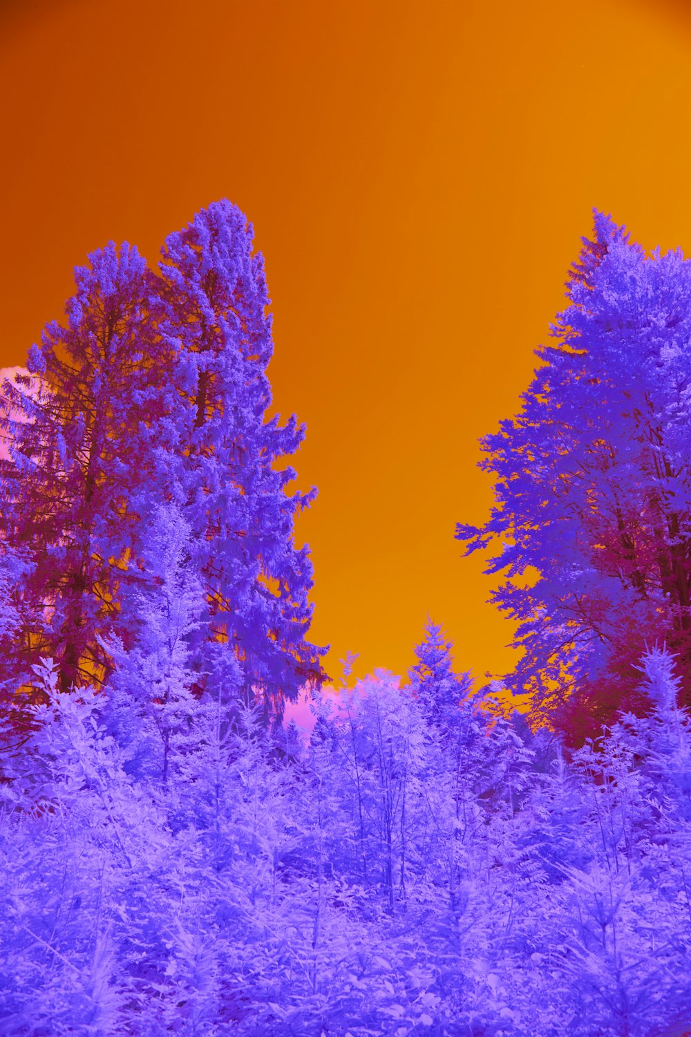 green trees under blue sky during daytime