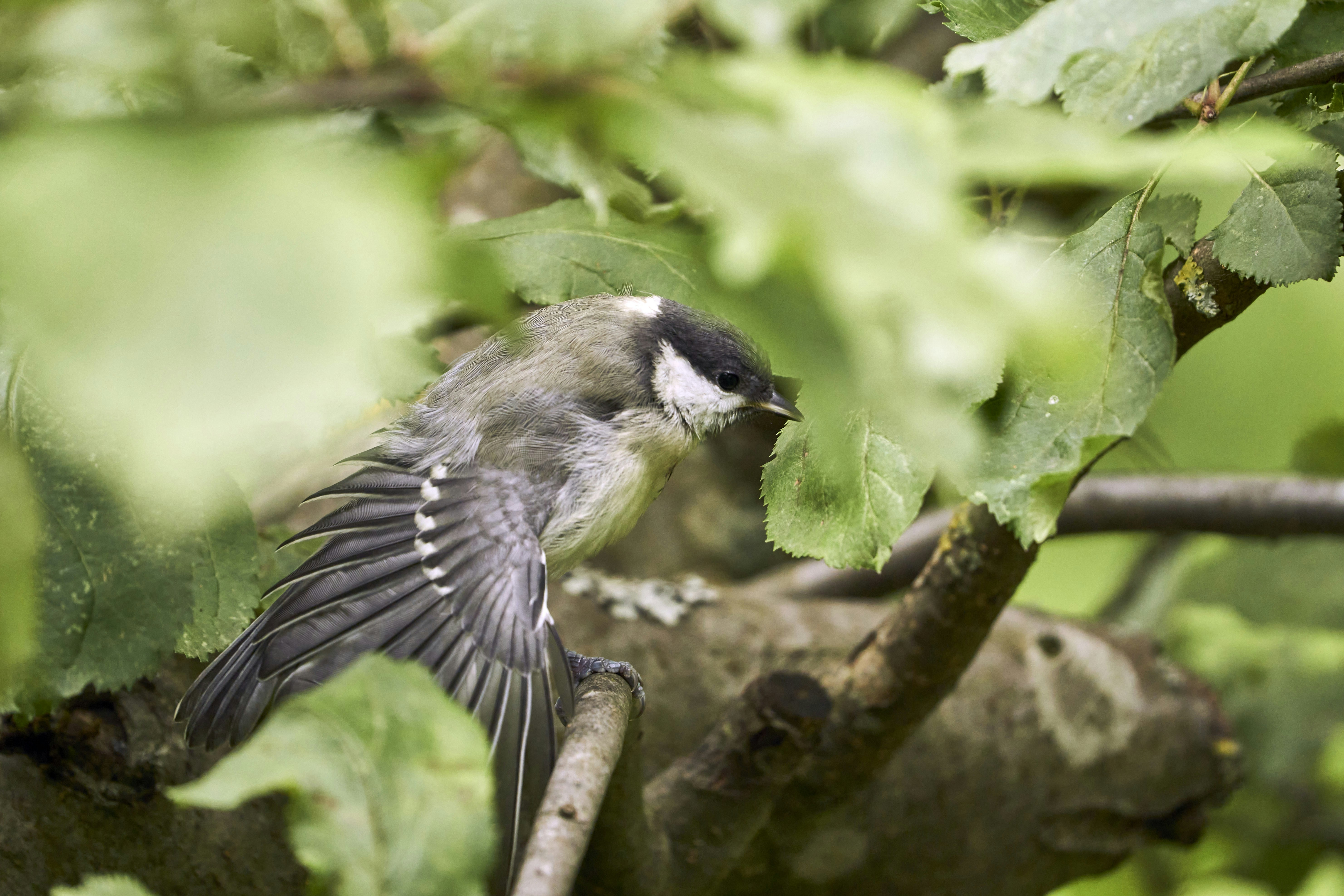 Photo by wolfgang_hasselmann