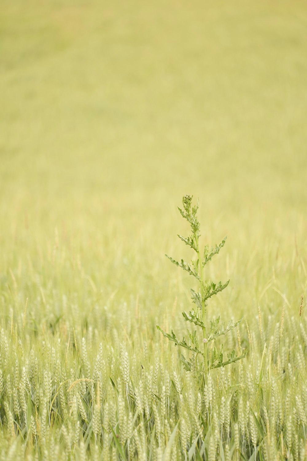 campo di erba verde durante il giorno