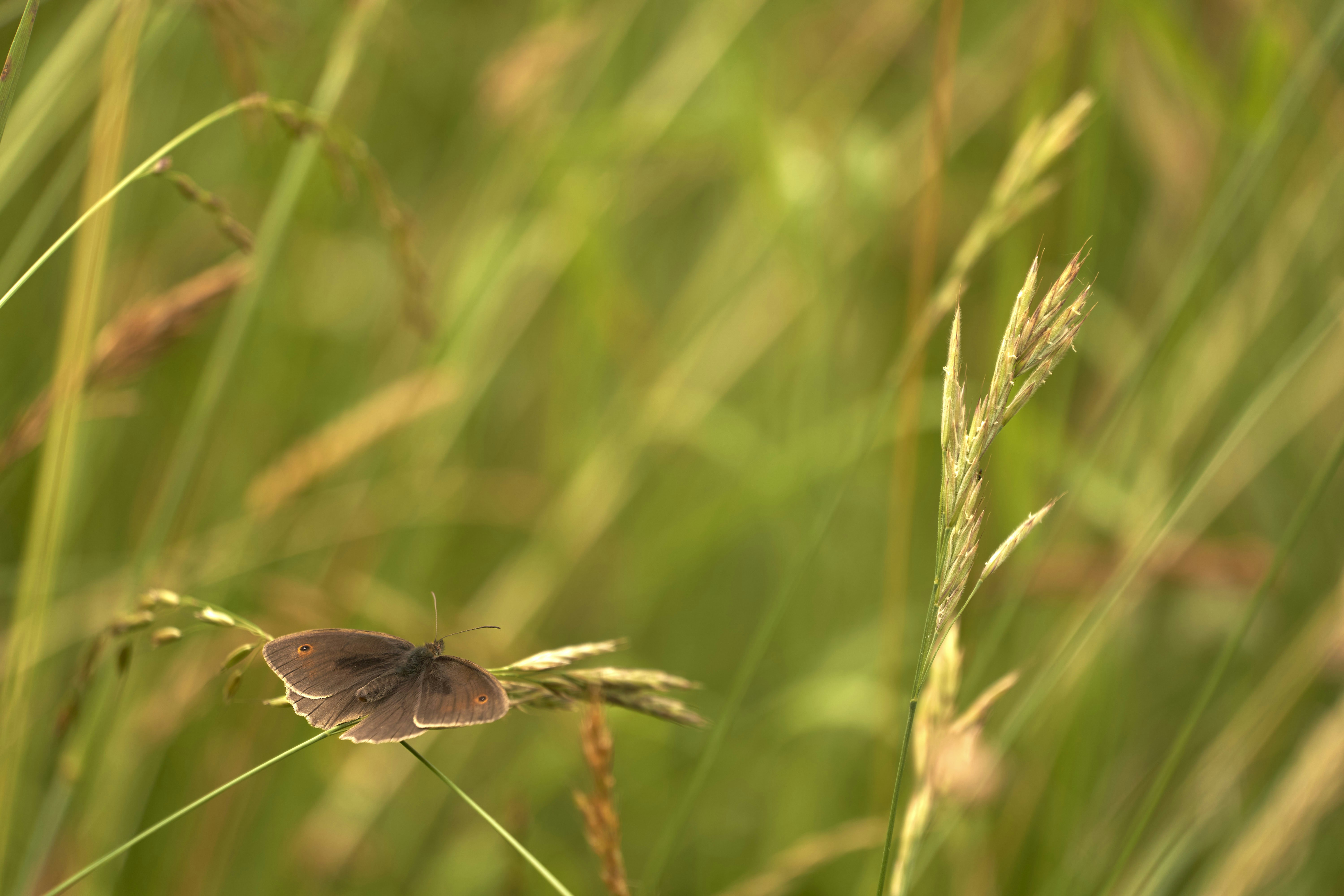 Photo by wolfgang_hasselmann