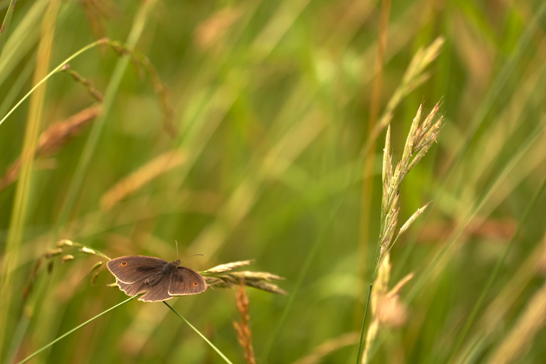 brown butterfly perched on brown wheat during daytime