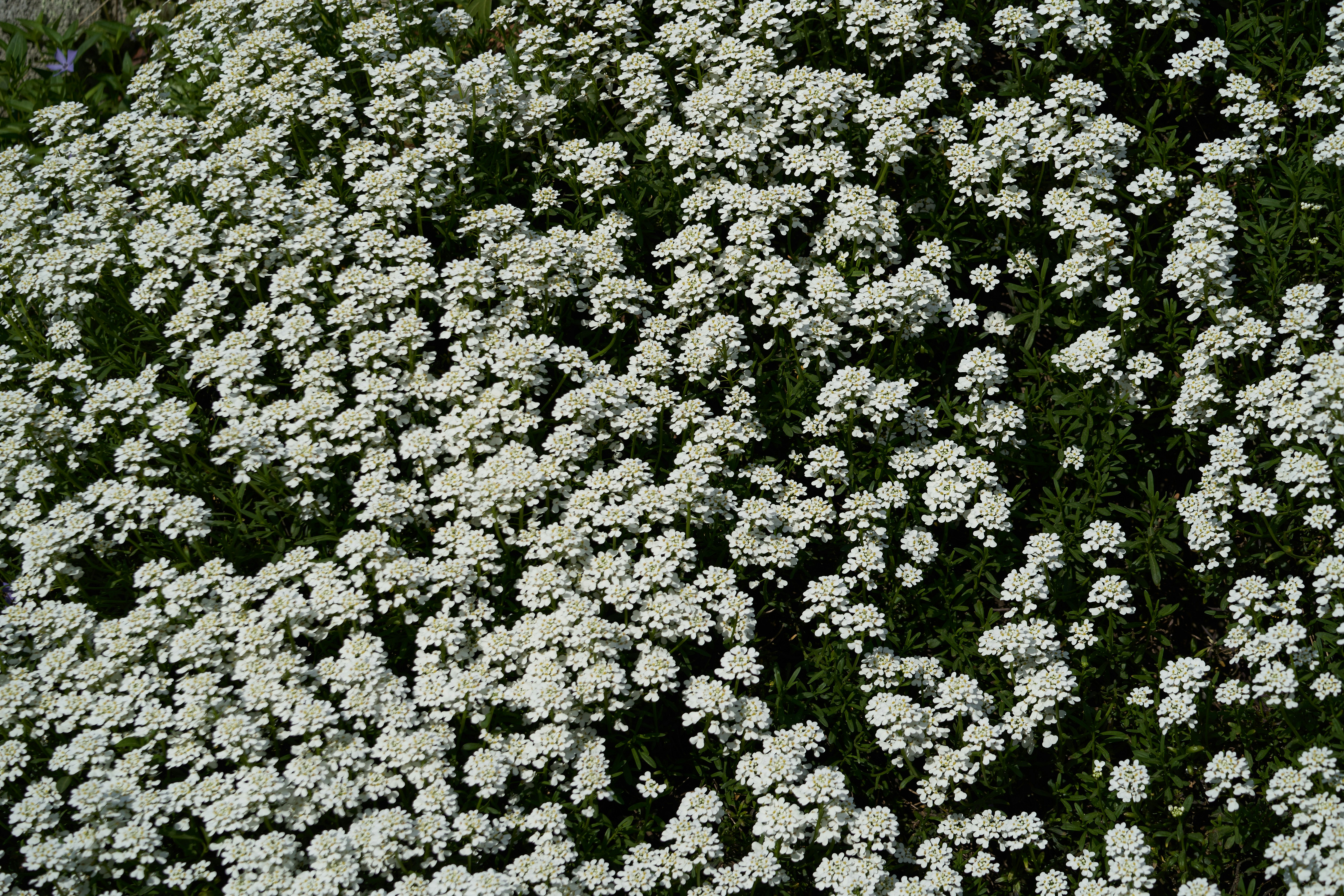 Photo by wolfgang_hasselmann