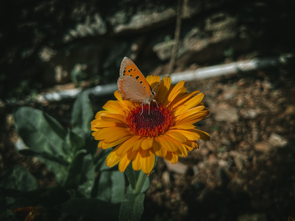 brown butterfly perched on orange flower in close up photography during daytime