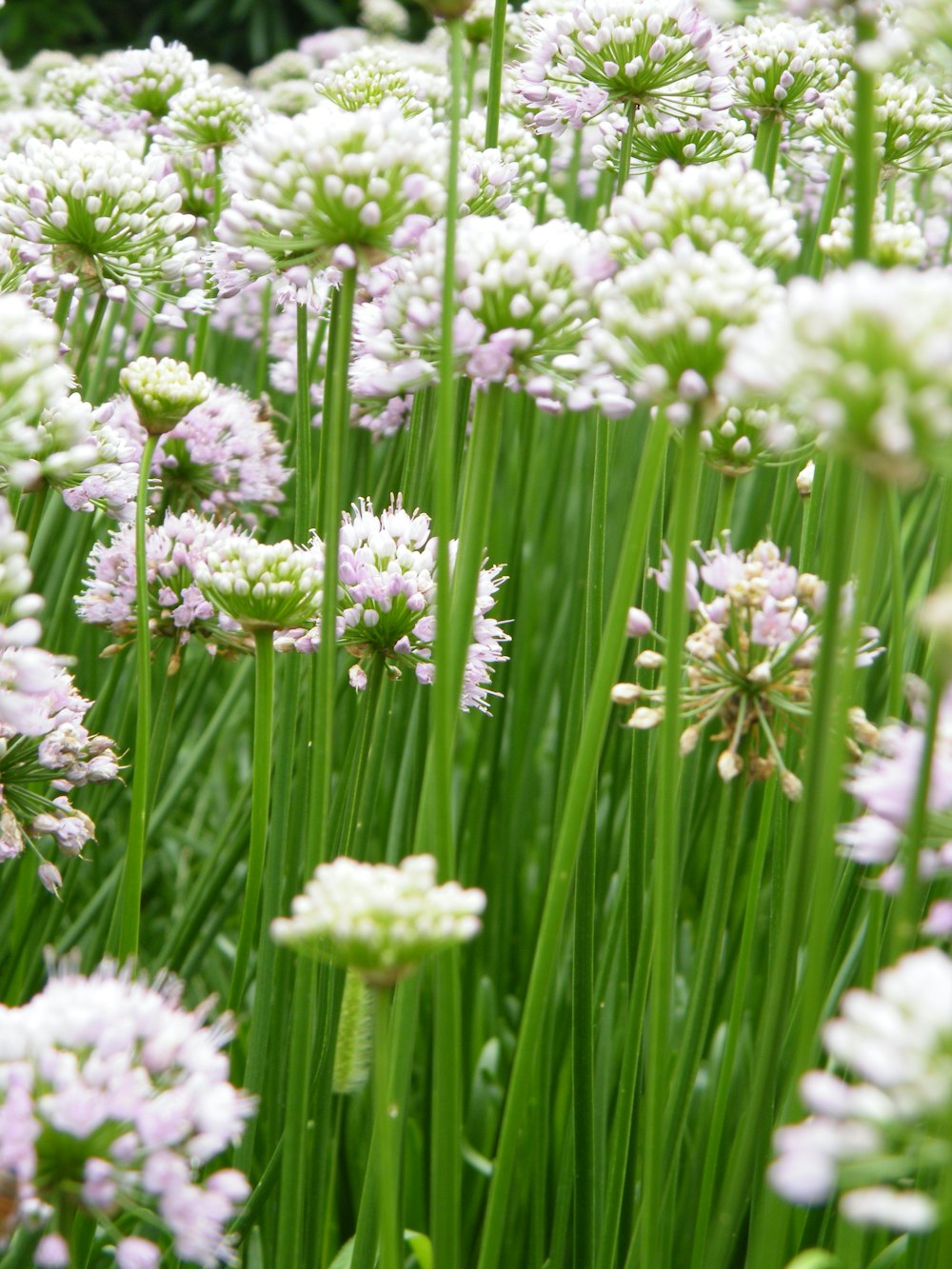 weiße und violette Blüten tagsüber