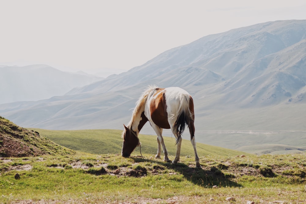 cavalo marrom e branco no campo de grama verde durante o dia