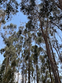 A lush eucalyptus plantation under a clear blue sky.