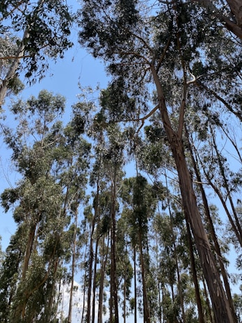 Tall eucalyptus trees rise towards a clear blue sky, their leaves gently swaying. The trunks are slender, with a mix of light and dark brown hues. Sunlight filters through the foliage, casting dappled shadows.