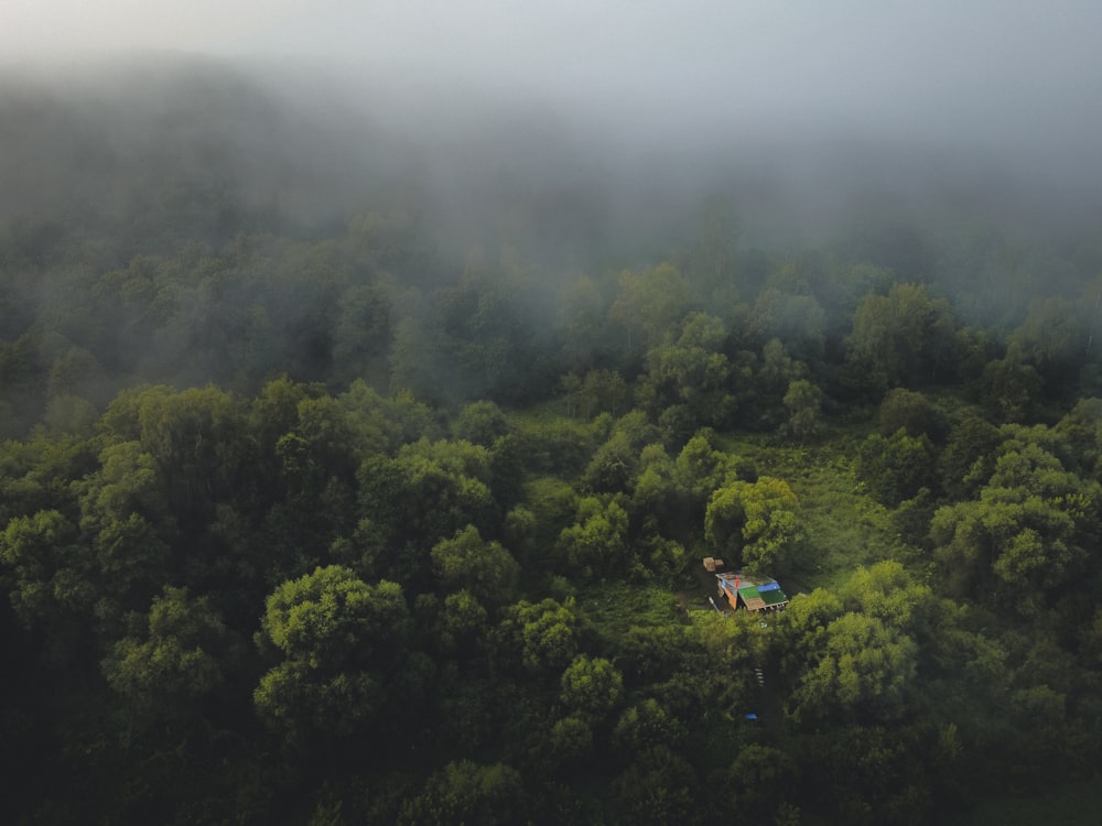 green trees under white sky during daytime