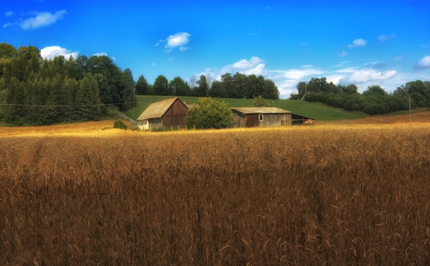 A peaceful, sunlit farm field with rows of crops and a rustic barn in the background.