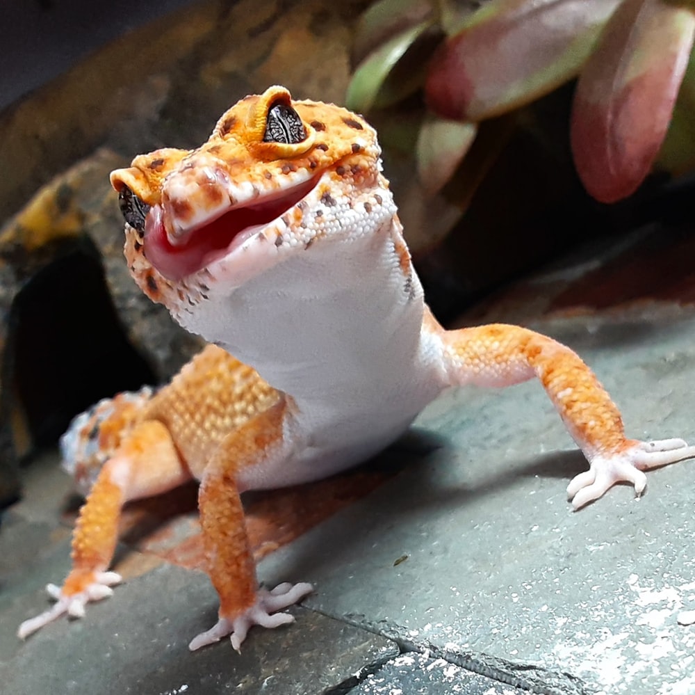 white and brown lizard on gray wooden table