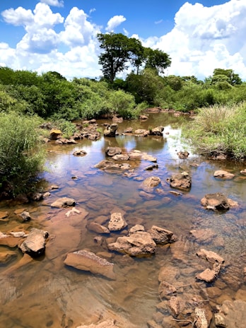 A serene creek with crystal clear water flowing gently over smooth stones.