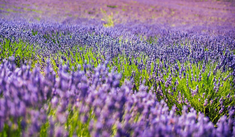 purple flower field during daytime