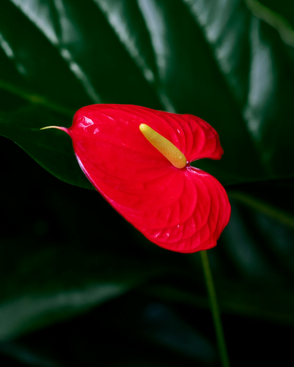 red flower with green leaves