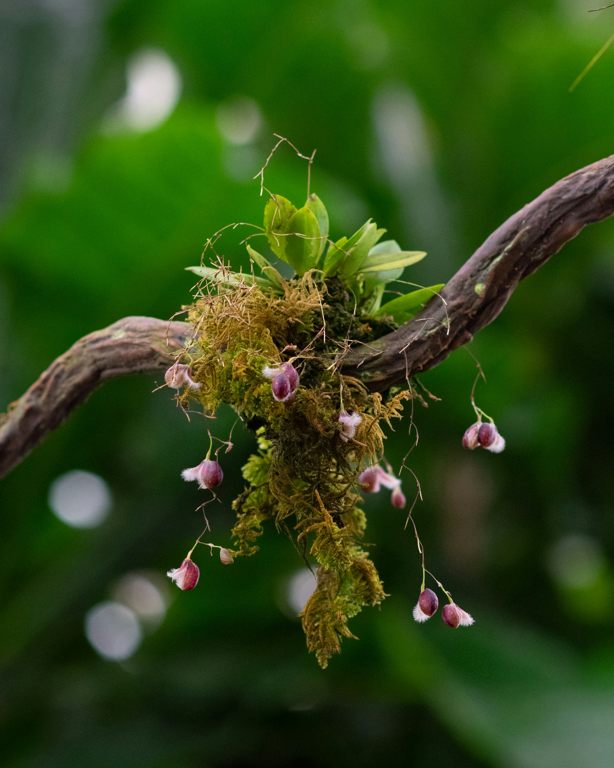 red and white round fruits on brown tree branch