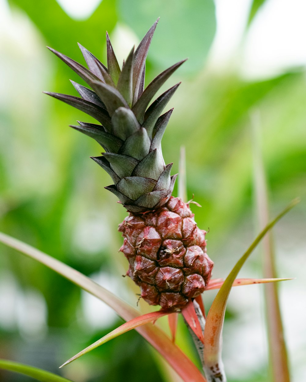 green and brown pineapple in close up photography