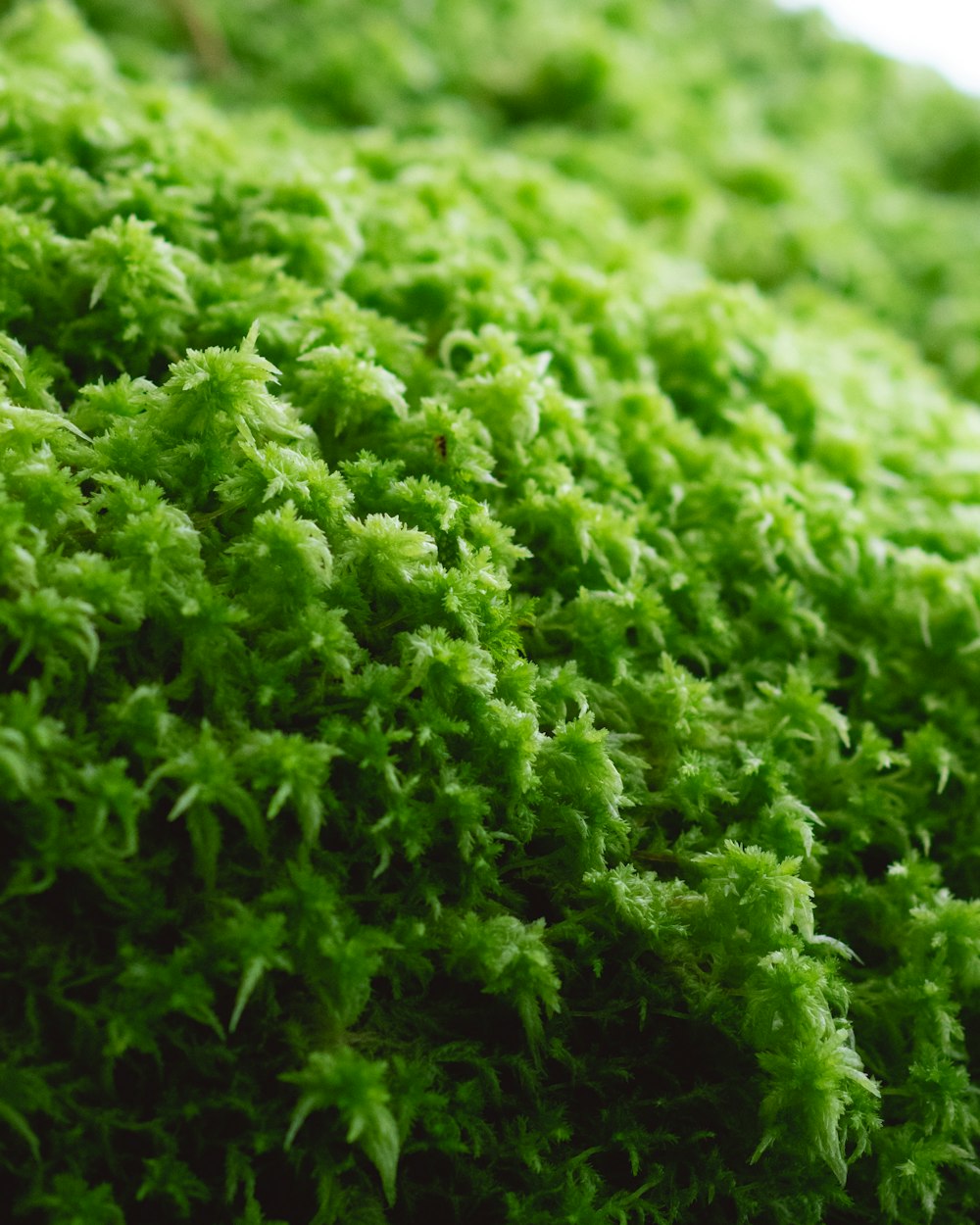 green moss in close up photography