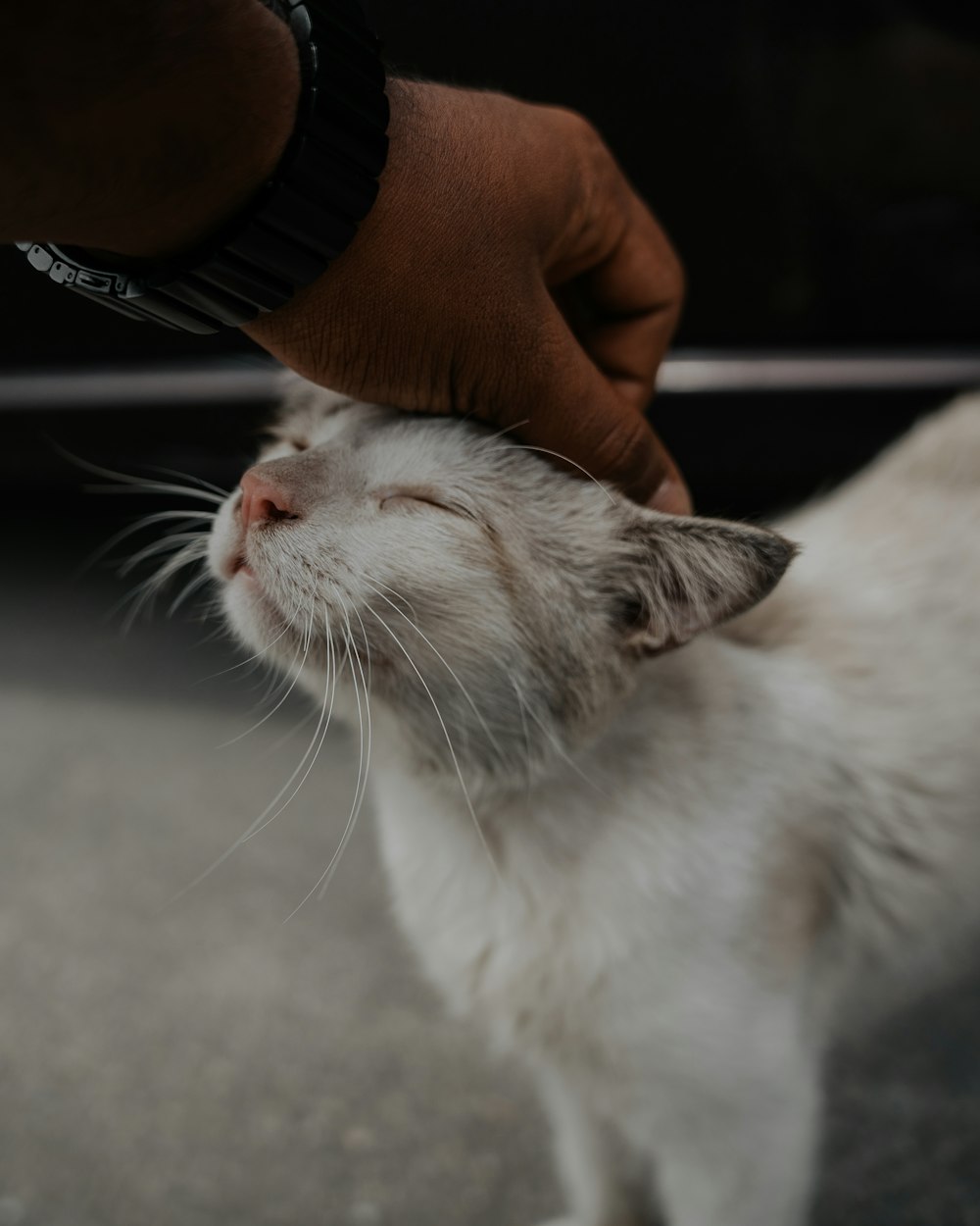 white cat lying on floor