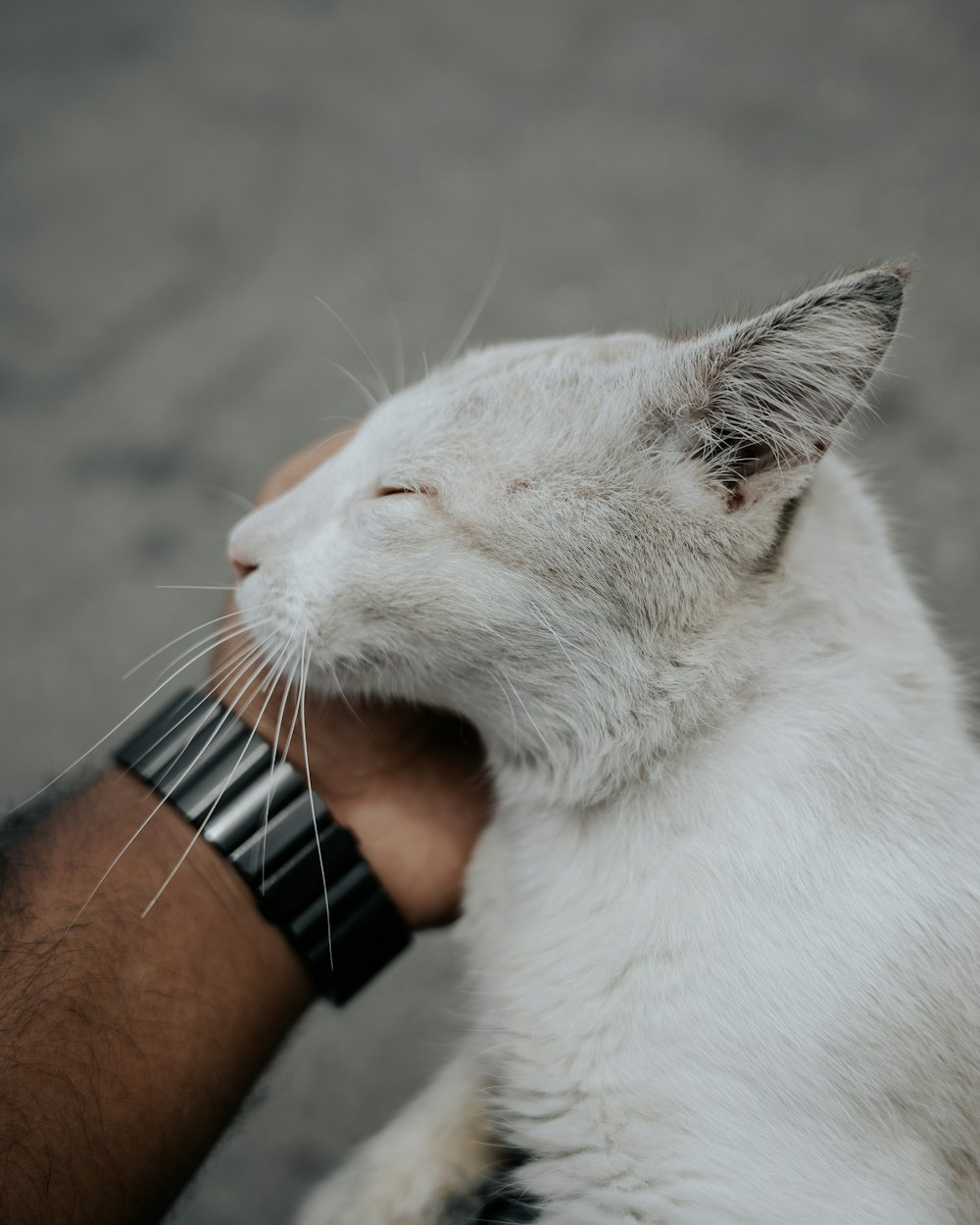 white cat with black leather strap