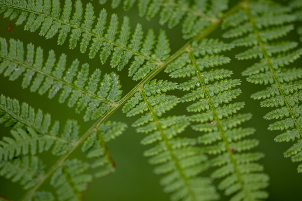 green leaf in macro photography