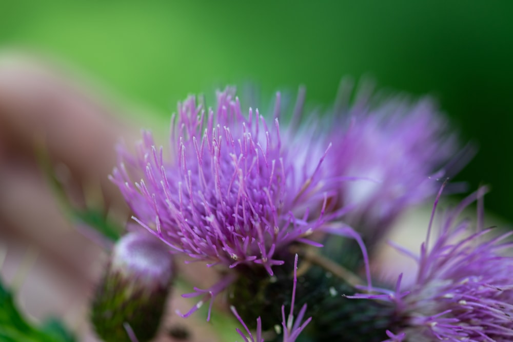 fleur violette dans l’objectif macro