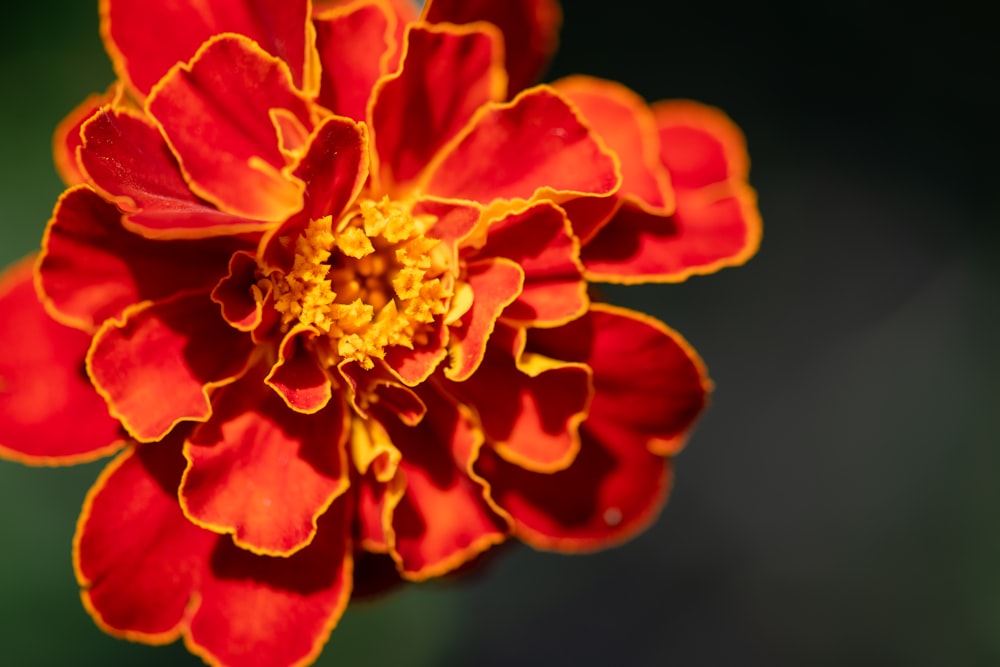 red flower in macro shot