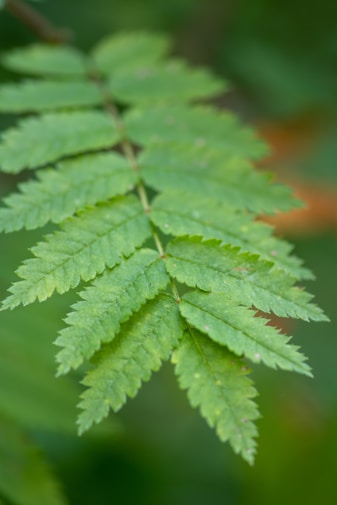 green leaf plant in close up photography