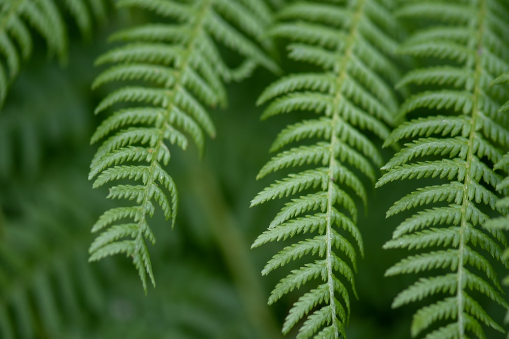 green leaf plant in close up photography