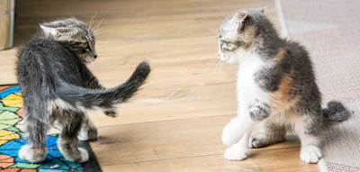 Two ragdoll cats playfully chasing each other across a cozy living room.