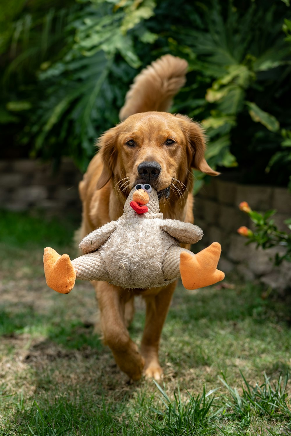 Golden Retriever Welpe beißt tagsüber orange und weiß Plüschtier auf grünem Grasfeld