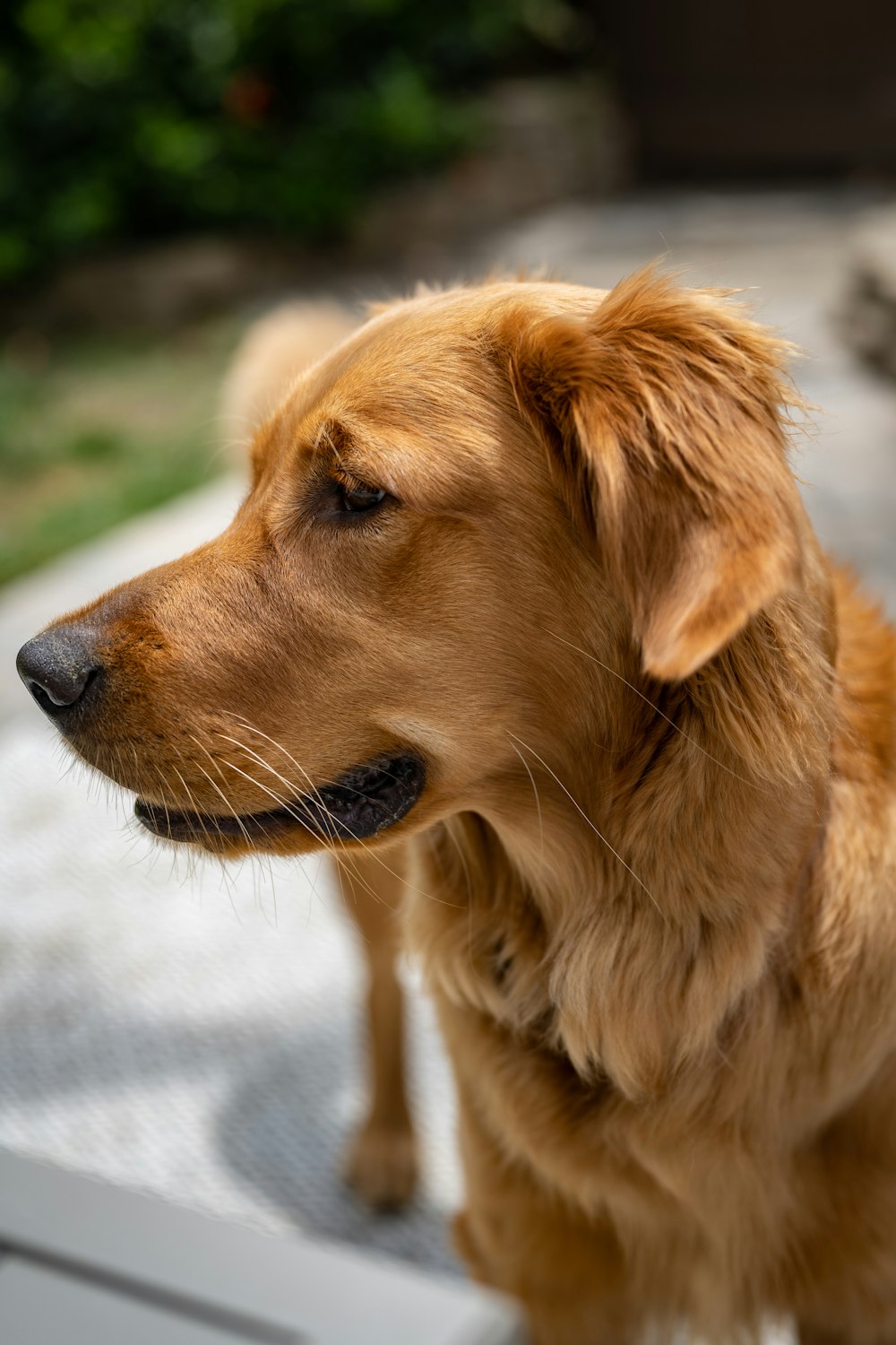 Golden Retriever sitzt tagsüber auf dem Boden