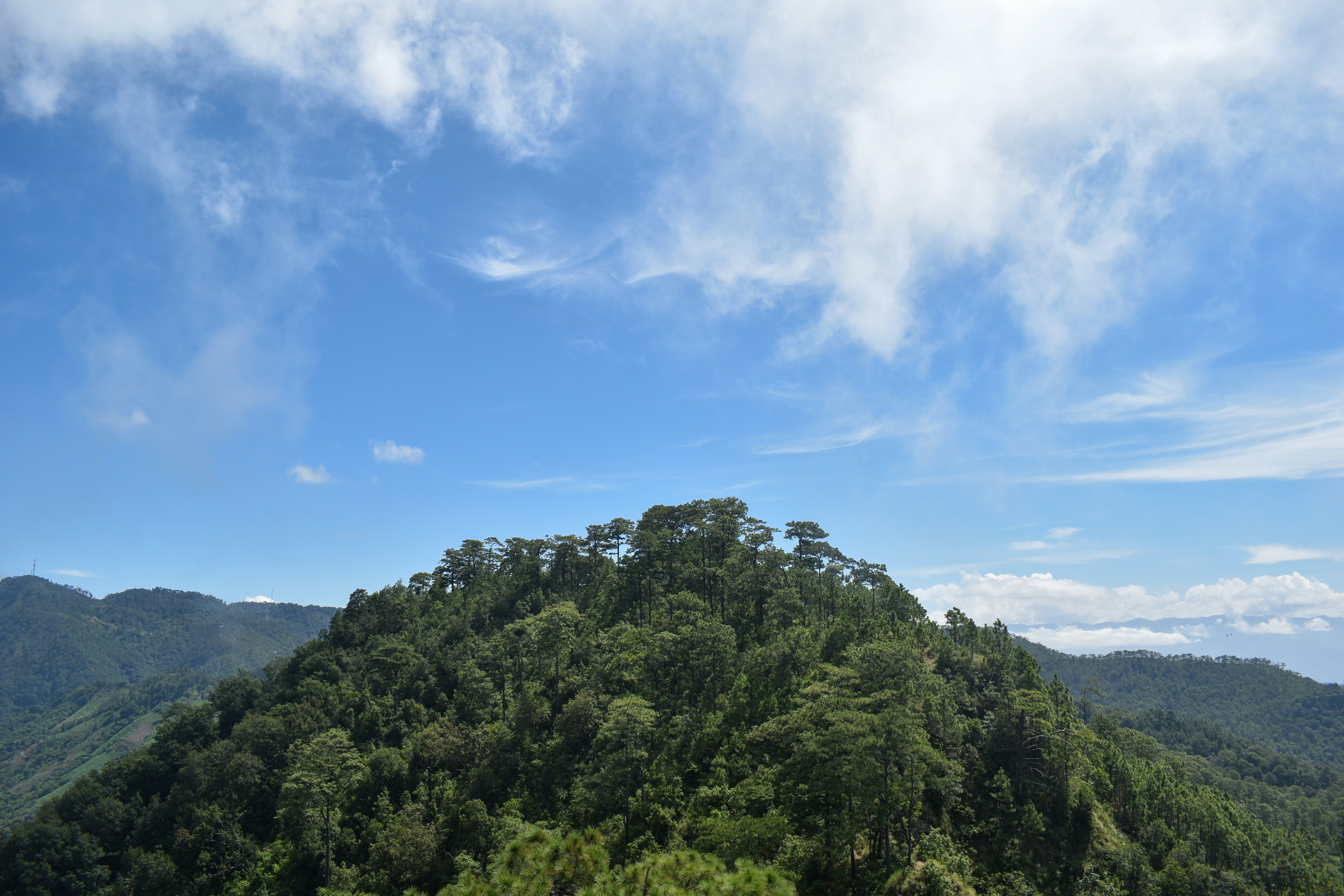 green trees under blue sky during daytime