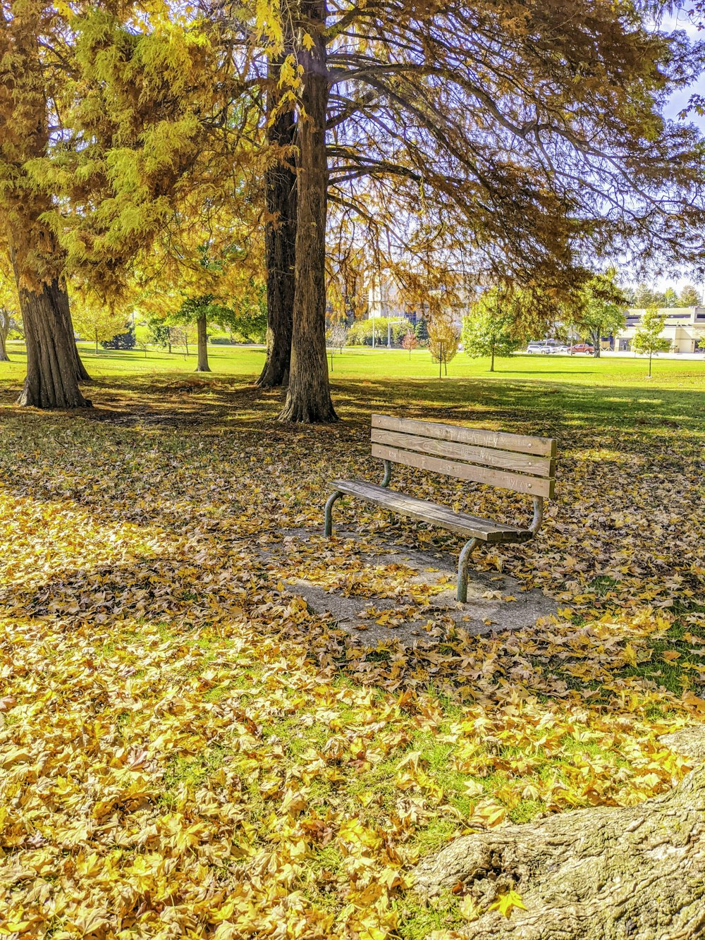 brown wooden bench on green grass field