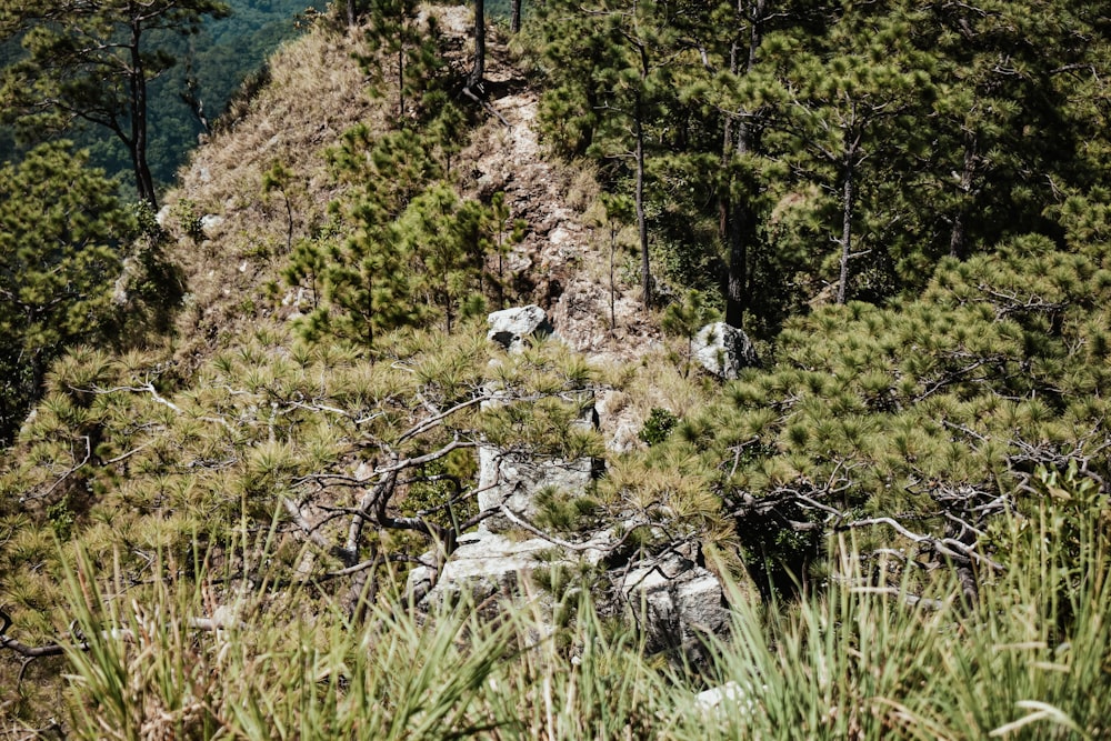 green grass and trees on mountain