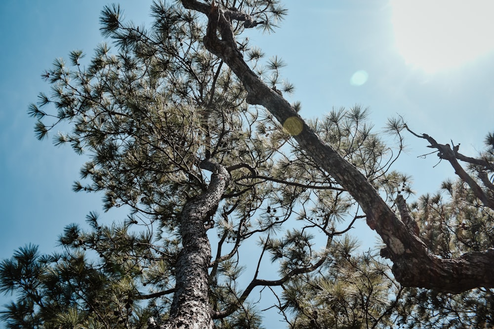 low angle photography of green leaf tree under blue sky during daytime