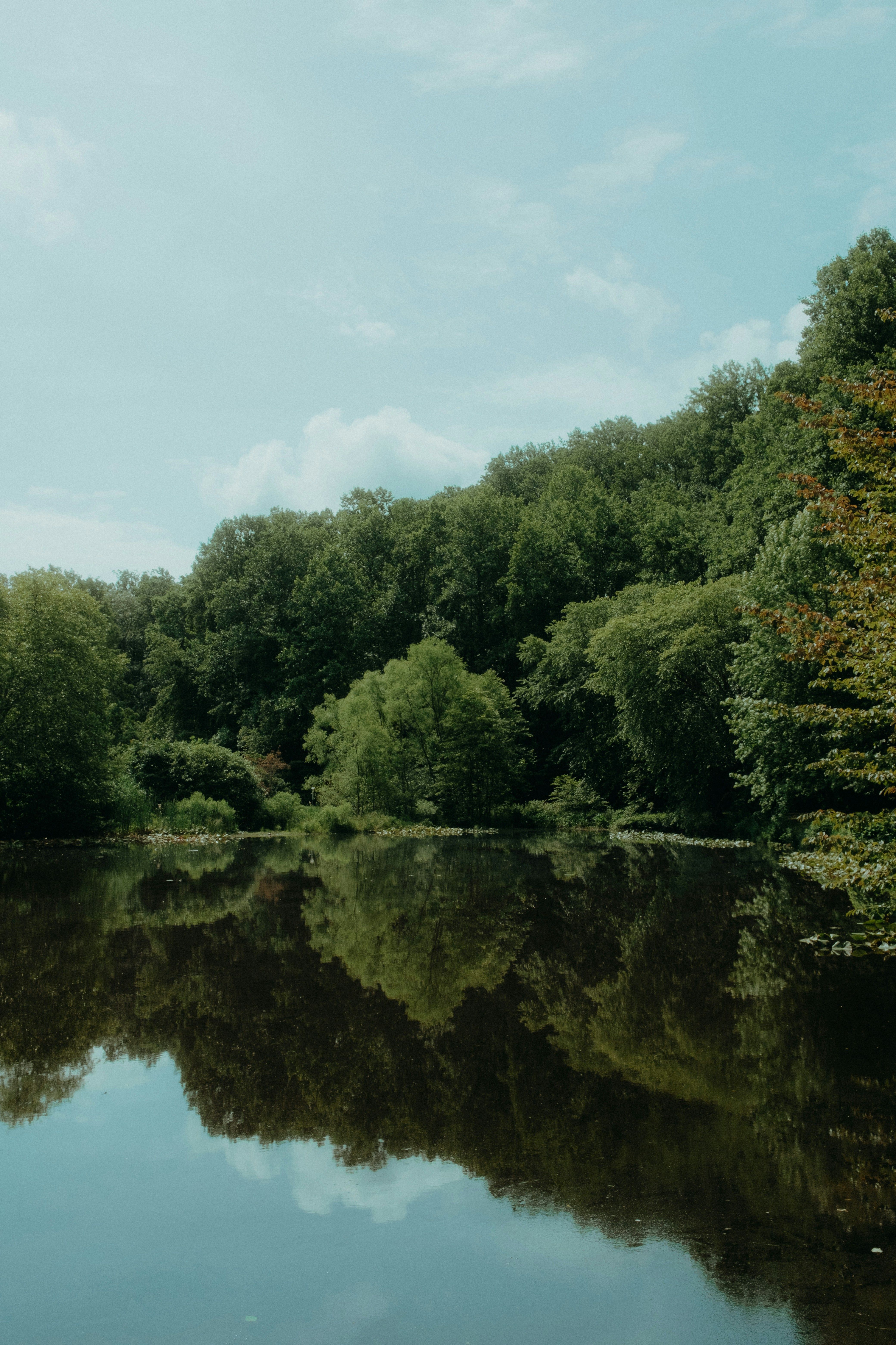 昼間の青空の下 川沿いの緑の木々の写真 Unsplashの無料写真
