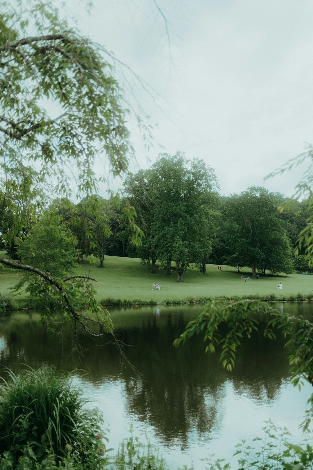 green trees beside river during daytime