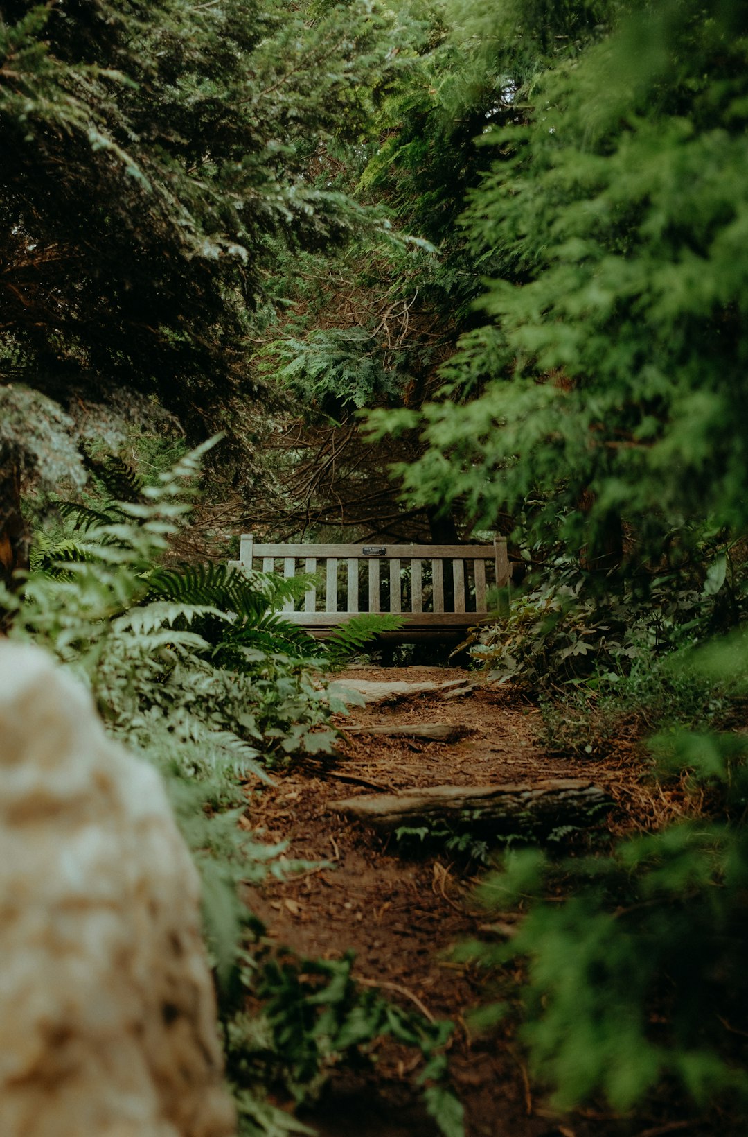 brown wooden bridge in the middle of forest