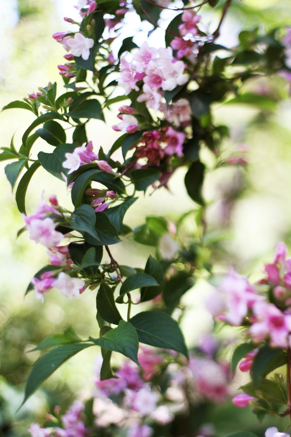 pink and white flower in tilt shift lens