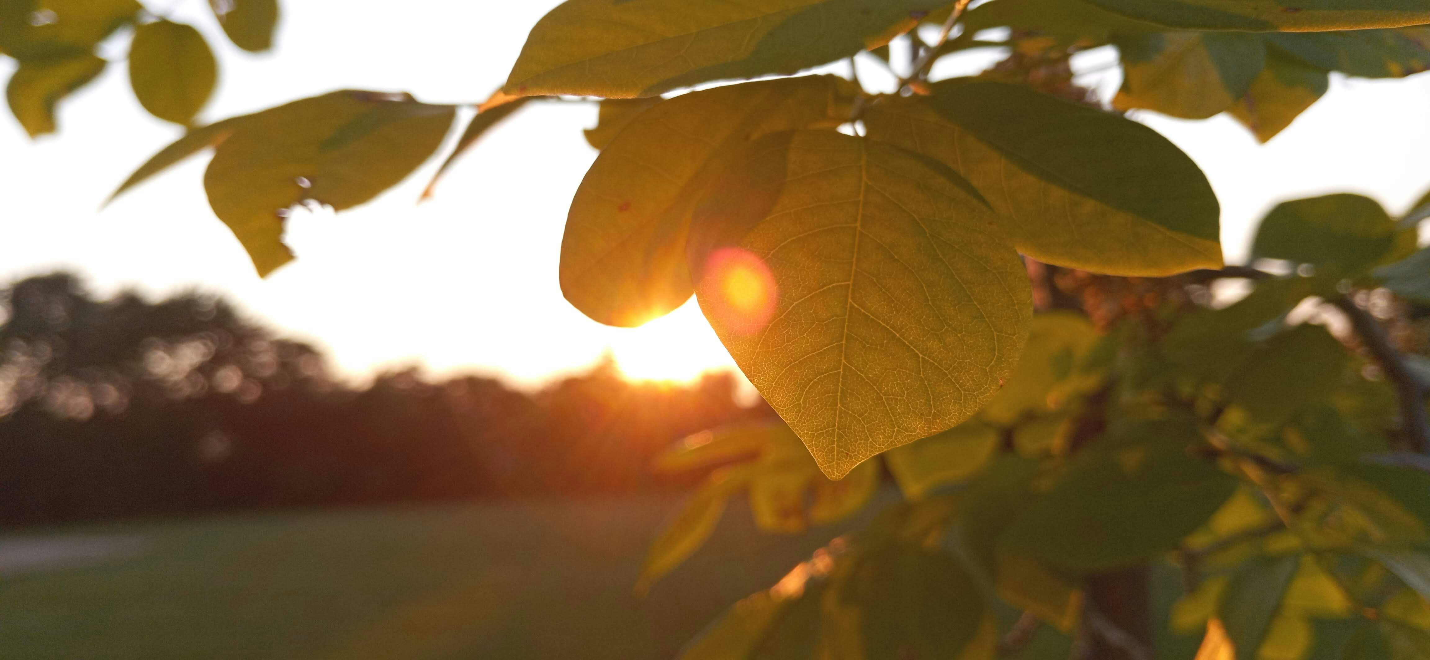 Photo by linusbelanger