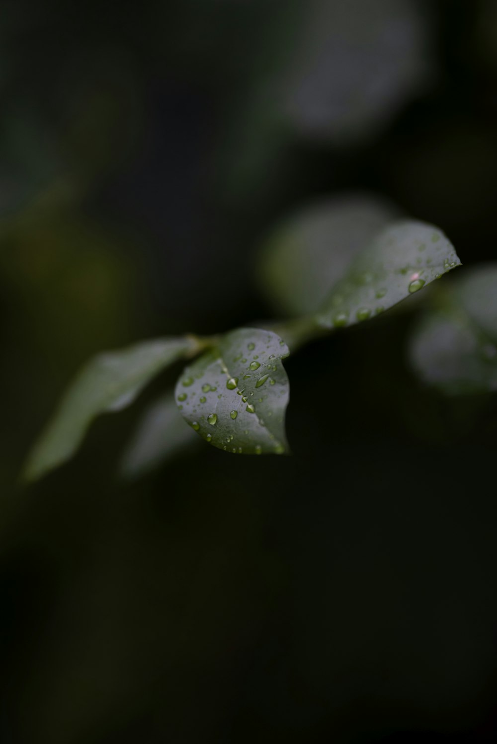 water droplets on green leaf