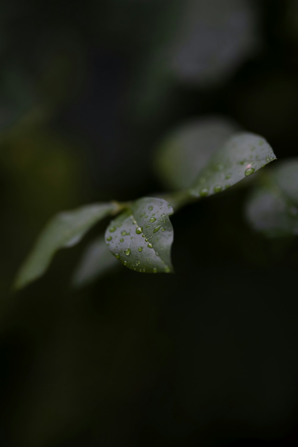 gotículas de água na folha verde