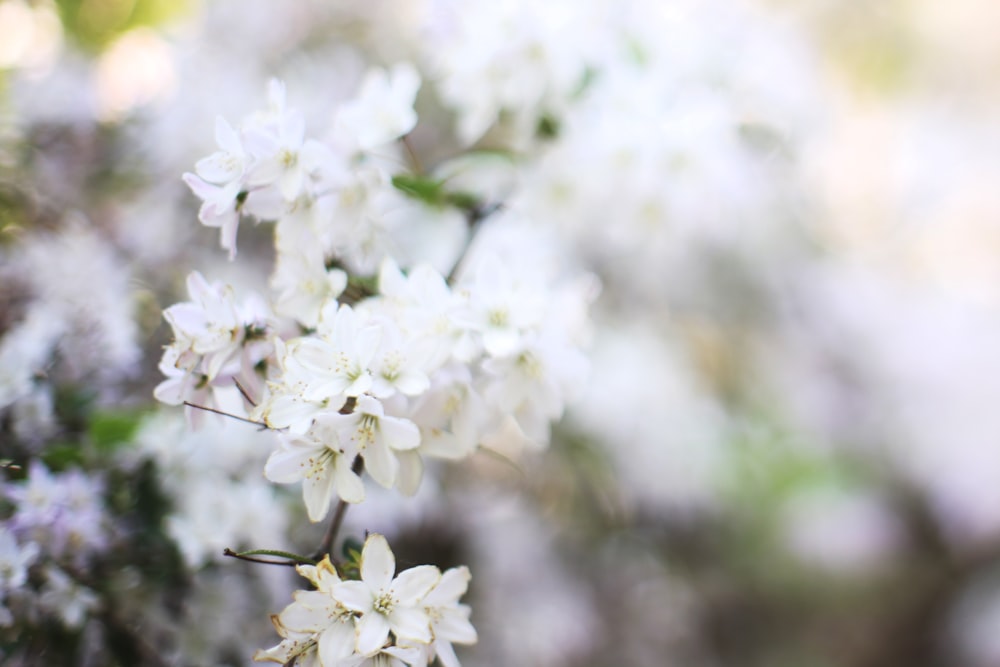 white cherry blossom in close up photography