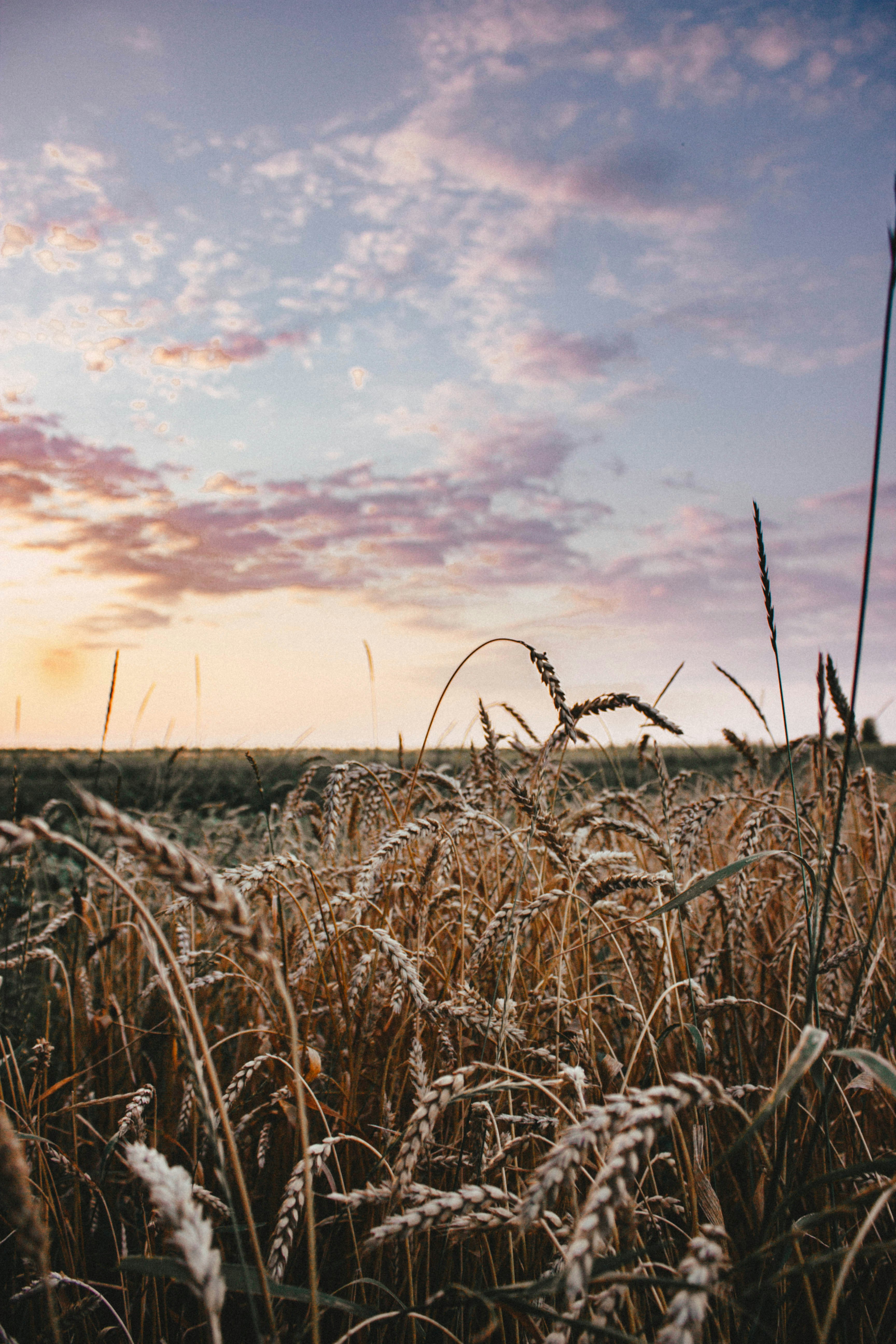 wheat field under cloudy sky during sunset